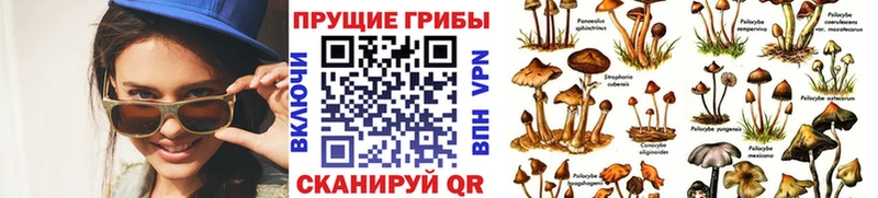 Псилоцибиновые грибы Psilocybine cubensis  Елизово 